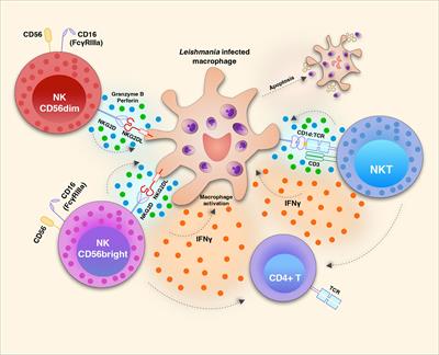 Opinion Article: NK Cells in Cutaneous Leishmaniasis: Protection or Damage?